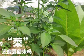 老家20多年没耕种的菜地，一直给邻居家使用，现在还能要回来吗视频封面