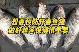 想要预防开春鱼瘟，做好越冬保健很重要视频封面