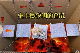 史上最聪明的仓鼠：仓鼠历险记，面对障碍物，它处变不惊视频封面