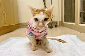 小猫瘦如纸片经过6天治疗终于坐了起来，身体慢慢恢复有点猫样了视频封面