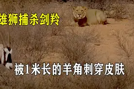 雄狮捕杀剑羚，一个箭步瞬间撂倒，却被1米长的羊角刺穿皮肤视频封面