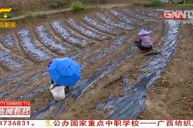 桂南桂东7月降雨明显偏少，广西多个地区出现干旱，农作物受影响视频封面