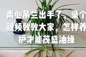 青心吊兰出手了，录个视频教教大家，怎样养护才能茂盛油绿颜值高视频封面
