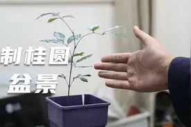 桂圆核也能种盆栽？园艺师教你，别扔桂圆核，2个月种出大盆景视频封面