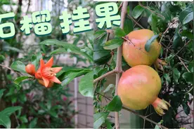 南宁“早熟”石榴树：5月开花，6月挂果，看着让人流口水！视频封面