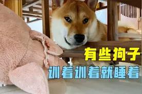 柴犬小七心真大啊，被主人训斥的时候居然睡着了，你见过么视频封面