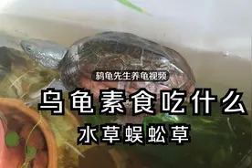 乌龟吃什么素食比较好？推荐水草蜈蚣草，龟爱吃 #24小时居家乐#视频封面