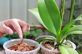用水苔栽种蝴蝶兰，浇水时机很难把握？用这招，新手都觉得简单！视频封面