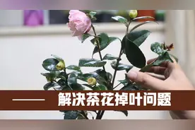香妃茶花为什么会掉叶子？园艺师教你，正确的茶花养护技巧视频封面