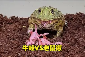 今天给各位来个解压视频牛蛙活吞老鼠崽视频封面