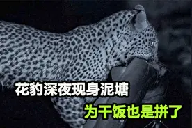 花豹深夜突袭泥塘，开启生存新技能，一口一条20斤的大鲶鱼视频封面