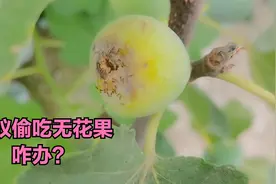 无花果太甜，蚂蚁偷吃咋办？一个小妙招就OK视频封面