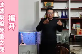 过滤泵吸死鱼的悲剧频繁发生？主要原因有三点，你若了解可以避免视频封面