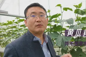 黄瓜出现了黄叶，并不是因为肥料问题，农户谨防缺素视频封面