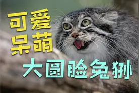 大圆脸兔狲外表呆萌憨厚性感温顺 为何是最难圈养的猫科动物呢？视频封面