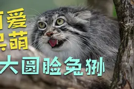 大圆脸兔狲外表呆萌憨厚性感温顺 为何是最难圈养的猫科动物呢？视频封面