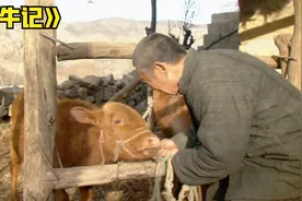 老汉为了证明牛是自己的 居然给牛做亲子鉴定 结局大快人心视频封面
