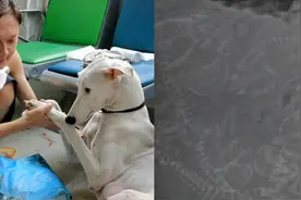 湖北:母狗一胎产20只崽,狗的主人:“Ｘ光一照密密麻麻全是狗崽”视频封面