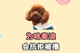 泰迪不让撸，通常是因为这几点！视频封面