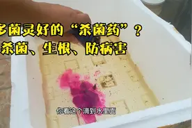 比多菌灵好？揭秘“高锰酸钾”养花的5个隐藏用途，杀菌又生根！视频封面