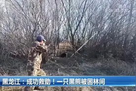 成功救助！黑龙江一只黑熊被困林间视频封面