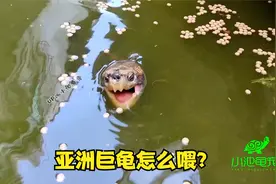 亚洲巨龟应该怎么喂，一天喂几次，一次喂多少合适呢？