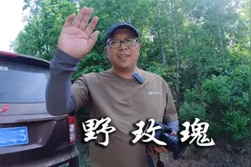 拍摄野玫瑰，爱笑的摄影师运气总是不错，摄影就要行动起来视频封面