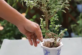 养老桩植物有技巧，记住了，就能越养越旺盛视频封面