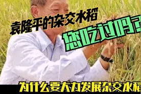 您是否吃过袁隆平培育的超级杂交水稻？它去哪里了？@头条百科视频封面