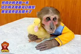 照顾小鸭子的一天，给小鸭子制作可口晚餐，猴宝宝真是太能干了视频封面