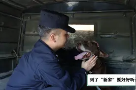 泪目，送别无言战友：警犬退役前进行最后一次训练视频封面