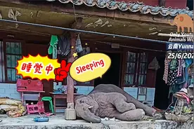 油管评论一头迷路的云南北迁公象，睡在居民家门口视频封面