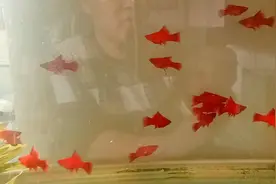 高鳍红箭饲养需要注意什么，常见的白毛治疗及预防，温度影响多少视频封面