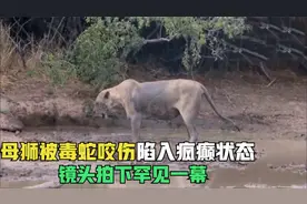 母狮被一条毒蛇咬伤，下一秒陷入疯癫满地打滚，镜头拍下罕见一幕视频封面