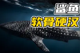 两根丁丁造传奇，一身软骨安天下【龙女动物学】鲨鱼总目视频封面