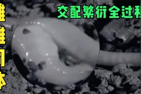 蚯蚓是雌雄同体？繁衍交配全过程视频封面