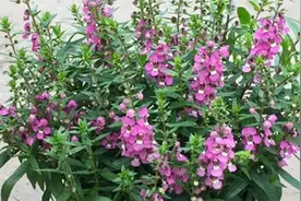 黄豆水做花肥，添加“2样材料”，营养更全面，花卉长得旺视频封面