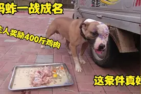战神蚂蚱一战成名，主人奖励400斤鸡肉补充体能，这次有口福了视频封面