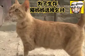 断腿的猫妈妈为了一家子，选择在公园处乞讨，幸好遇到好心人帮助视频封面