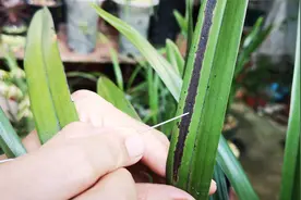 兰花叶片有黑斑，用这招处理，不用剪叶也能解决！视频封面