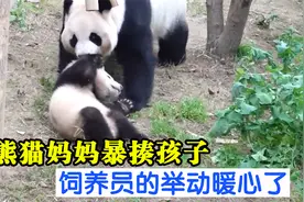 熊猫妈妈暴揍孩子，而后面饲养员的举动太暖心了视频封面
