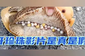 让讨海人一夕致富的深海珍宝 | 1天赚上亿元真的可能? |视频封面