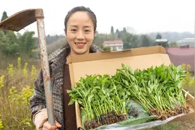 农村小妹栽辣椒苗，阿姨们传授的经验，听说这样会高产视频封面