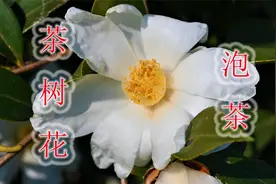 三农新产业“茶树花”，煮水代茶饮用，带大家了解下价值视频封面