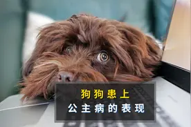 狗狗患上公主病的4大表现视频封面