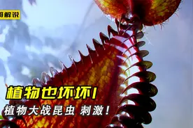 马来王猪笼草可以干掉一只老鼠，漂亮的瓶草却是昆虫的地狱视频封面