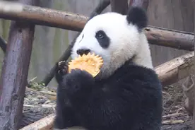 “南瓜狂欢”再现熊猫基地 饲养员新奇创意让滚滚们这样万圣节视频封面