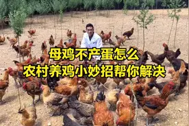 母鸡抱窝不下蛋怎么办？老人传下来的这些小妙招，轻松帮你解决视频封面