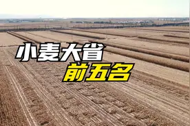 我国小麦生产大省，排名前五的都是谁？视频封面