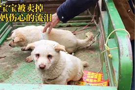 狗狗母子被拉到集市出售，小狗被买走，狗妈妈伤心的流眼泪视频封面